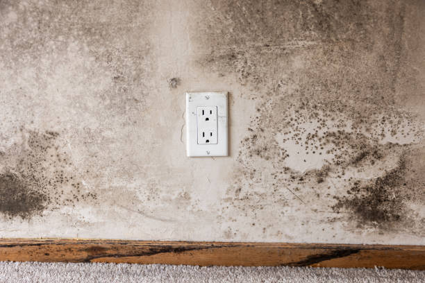 Best Water Damage & Mold Remediation  in Kodi, AK