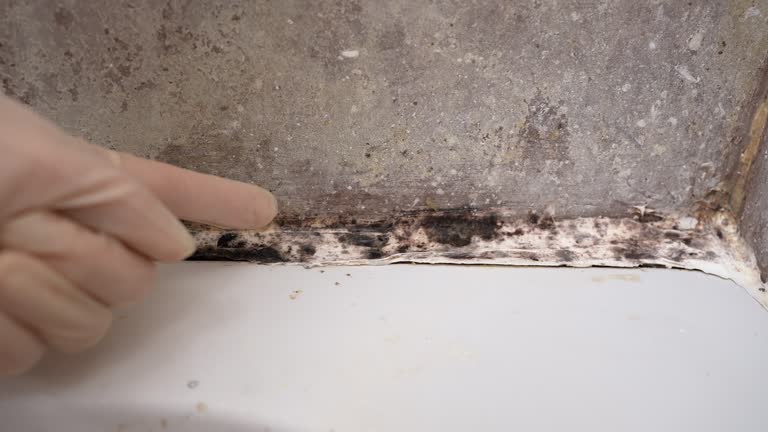 Kodiak, AK Mold Removal Company